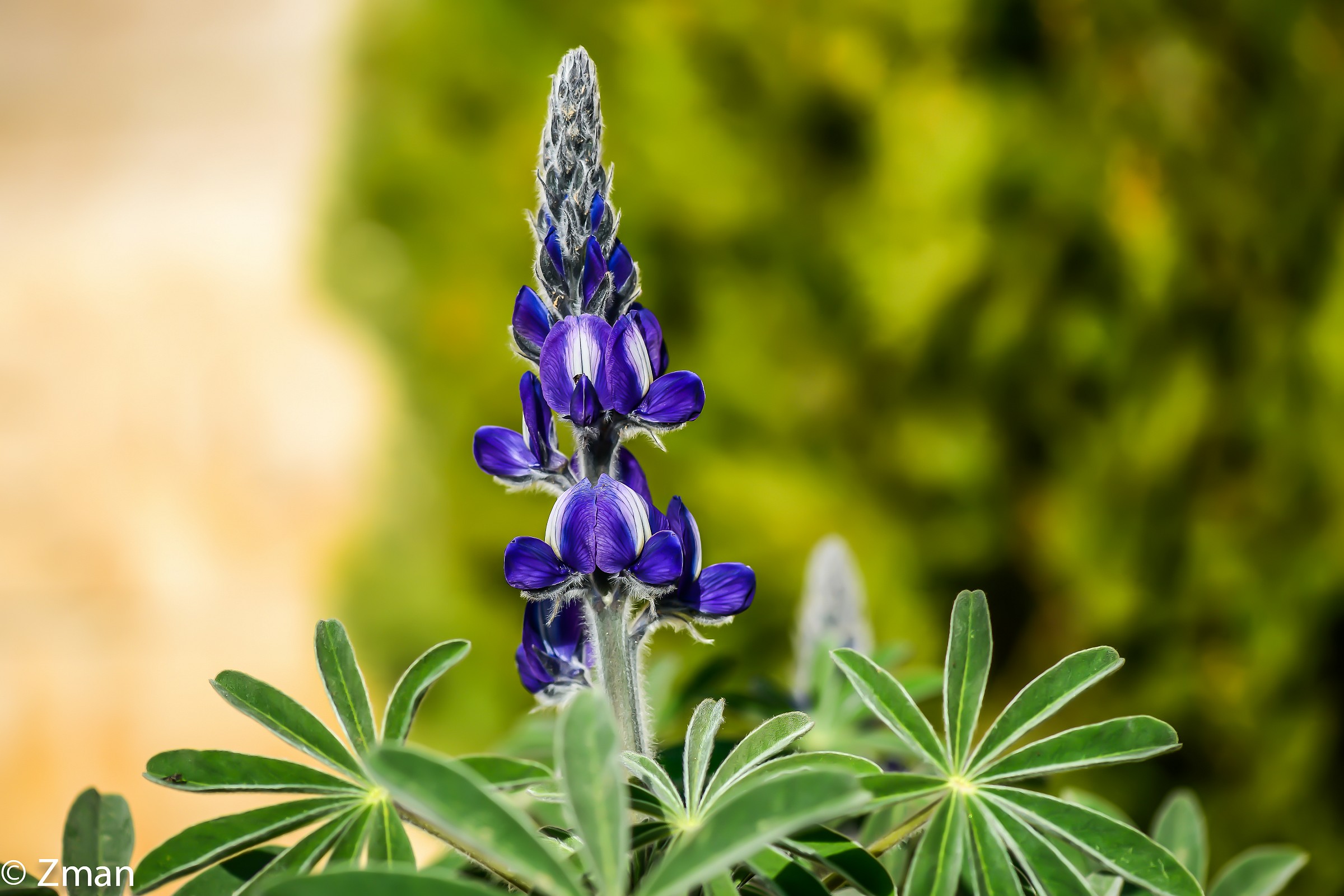 Lupin Flower