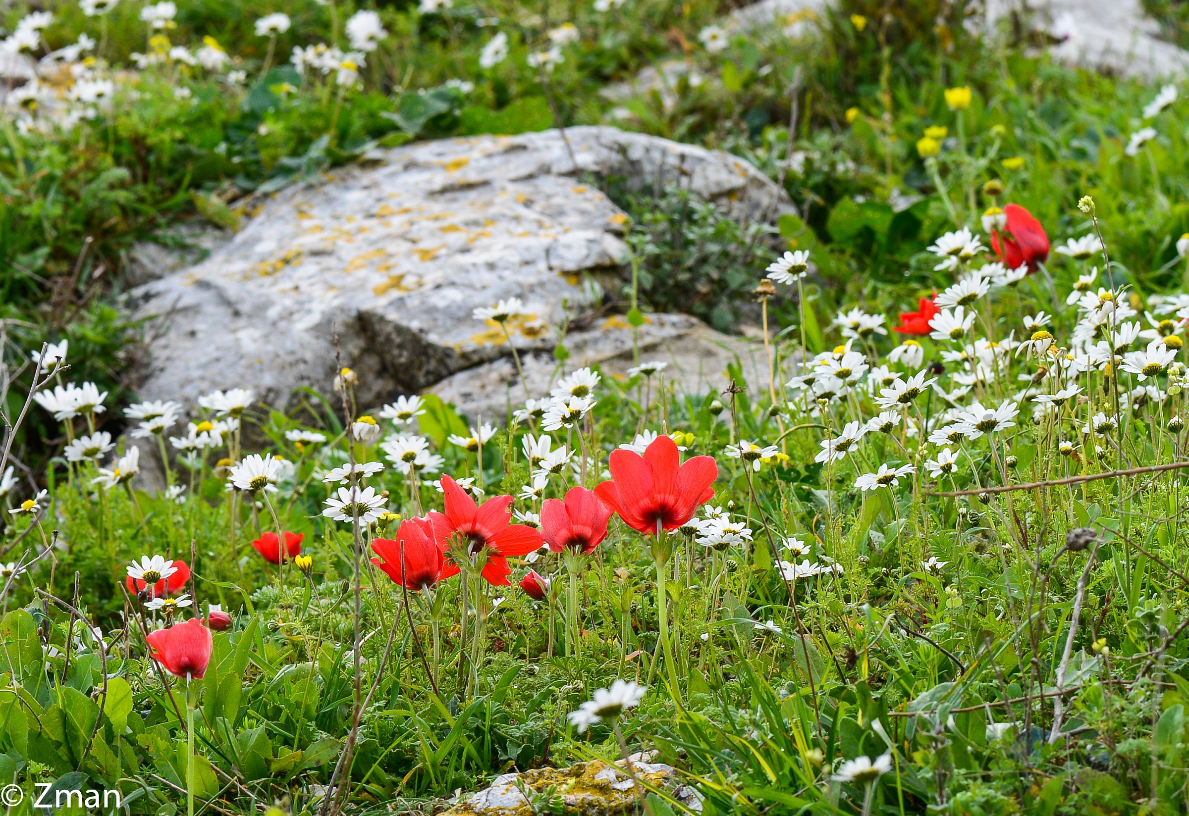 wild flowers