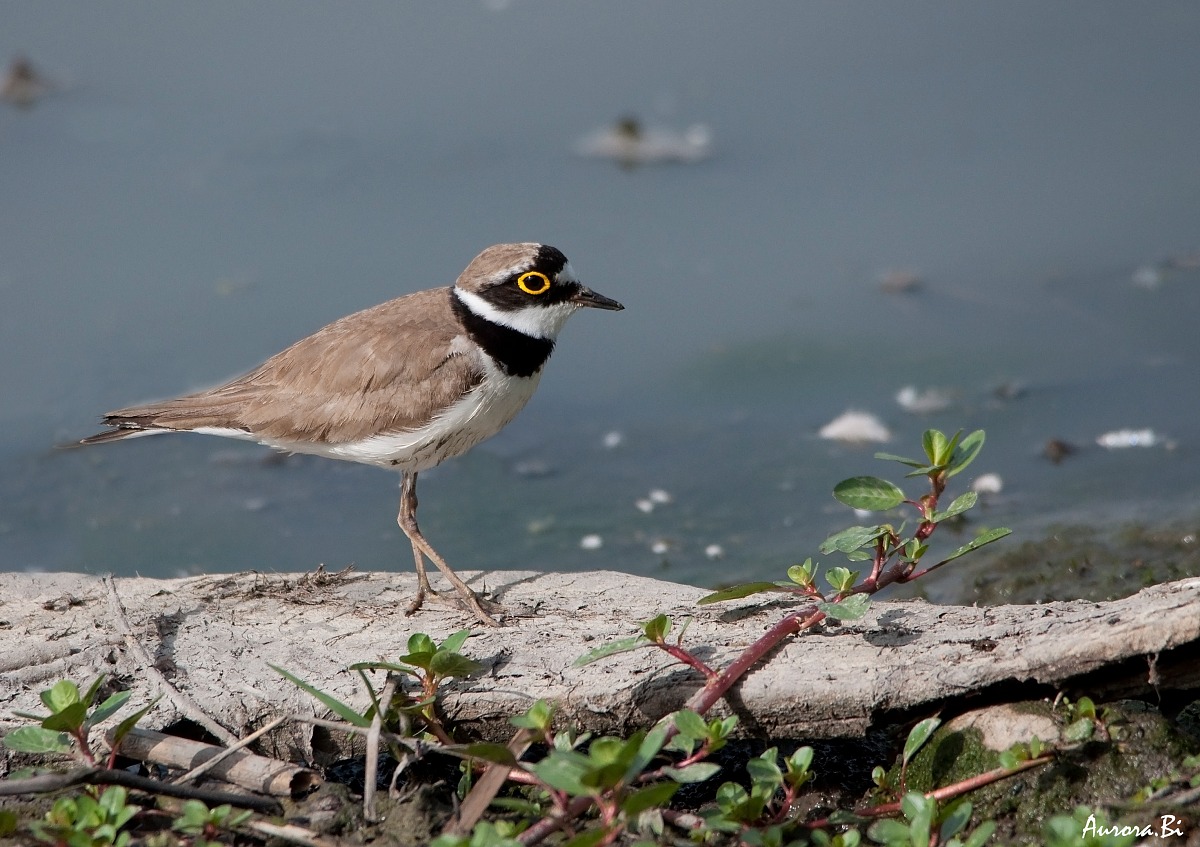 Little Ringed Plover