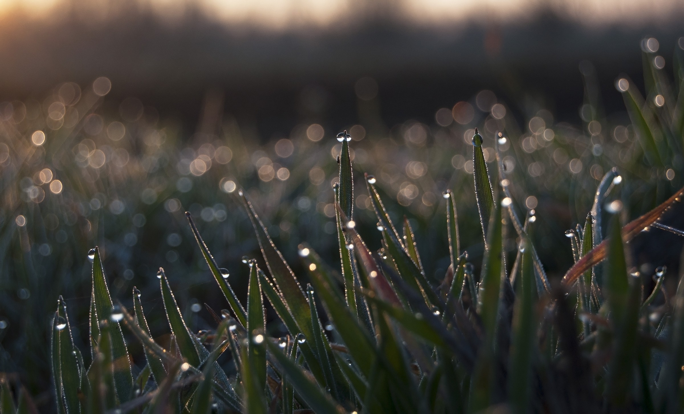 In the countryside, dawn