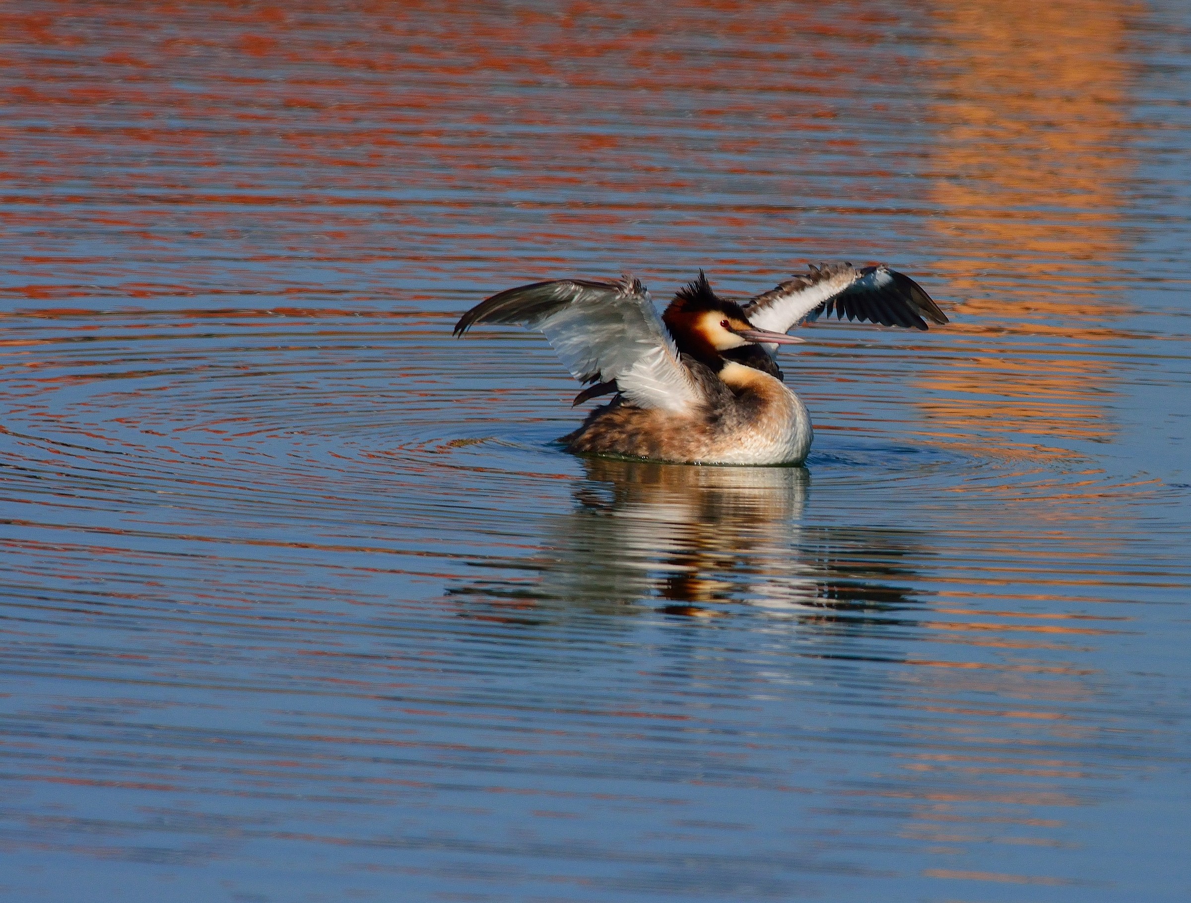 Grebe 2