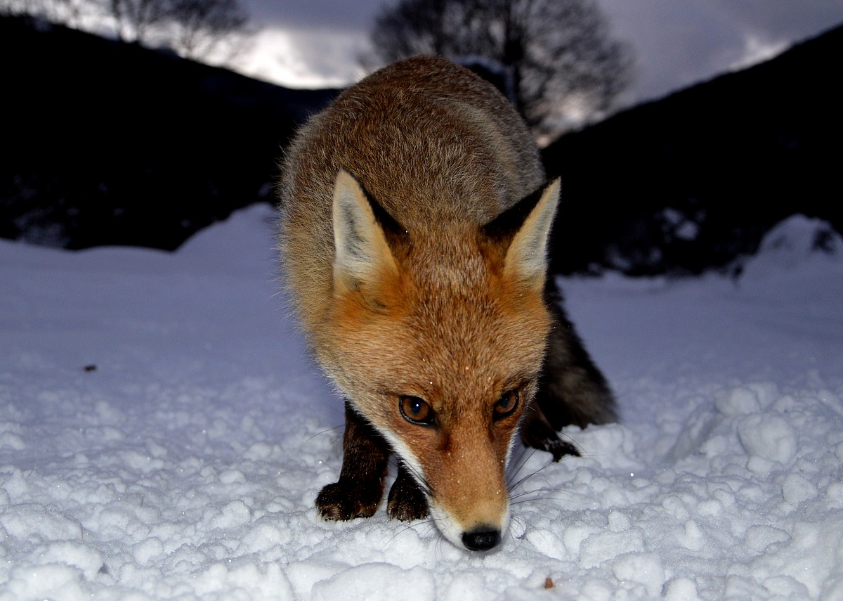 Volpe sulla neve
