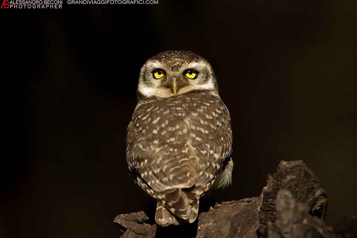 Spotted owlet