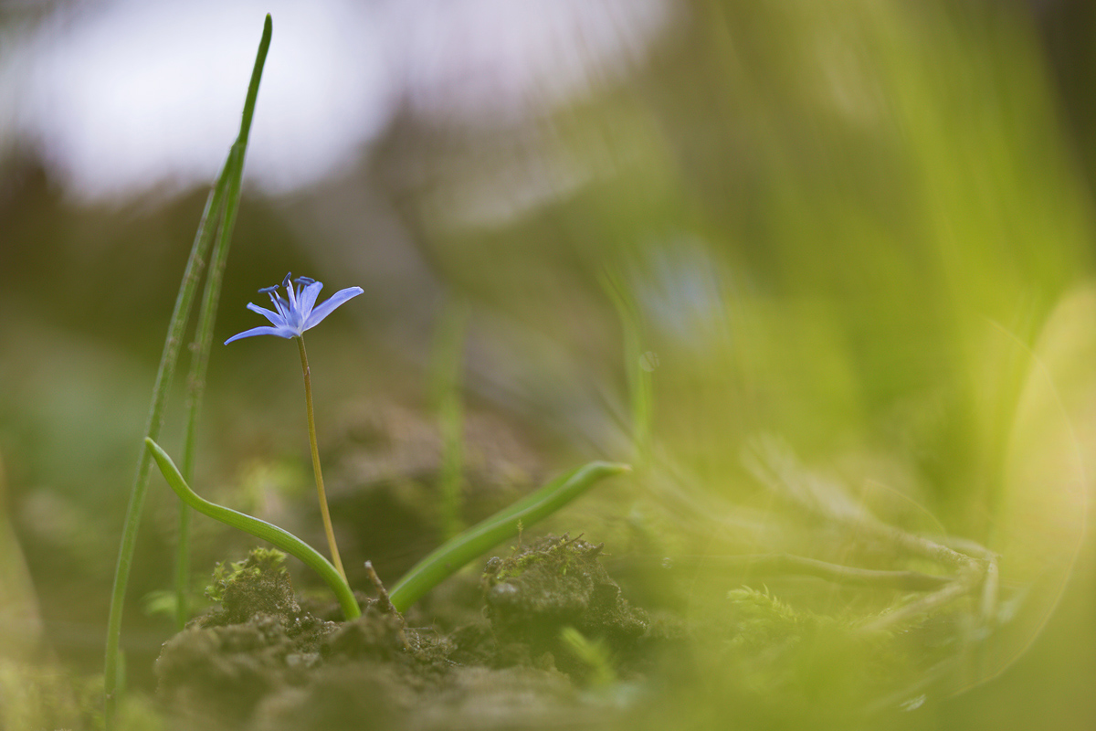 Scilla bifolia