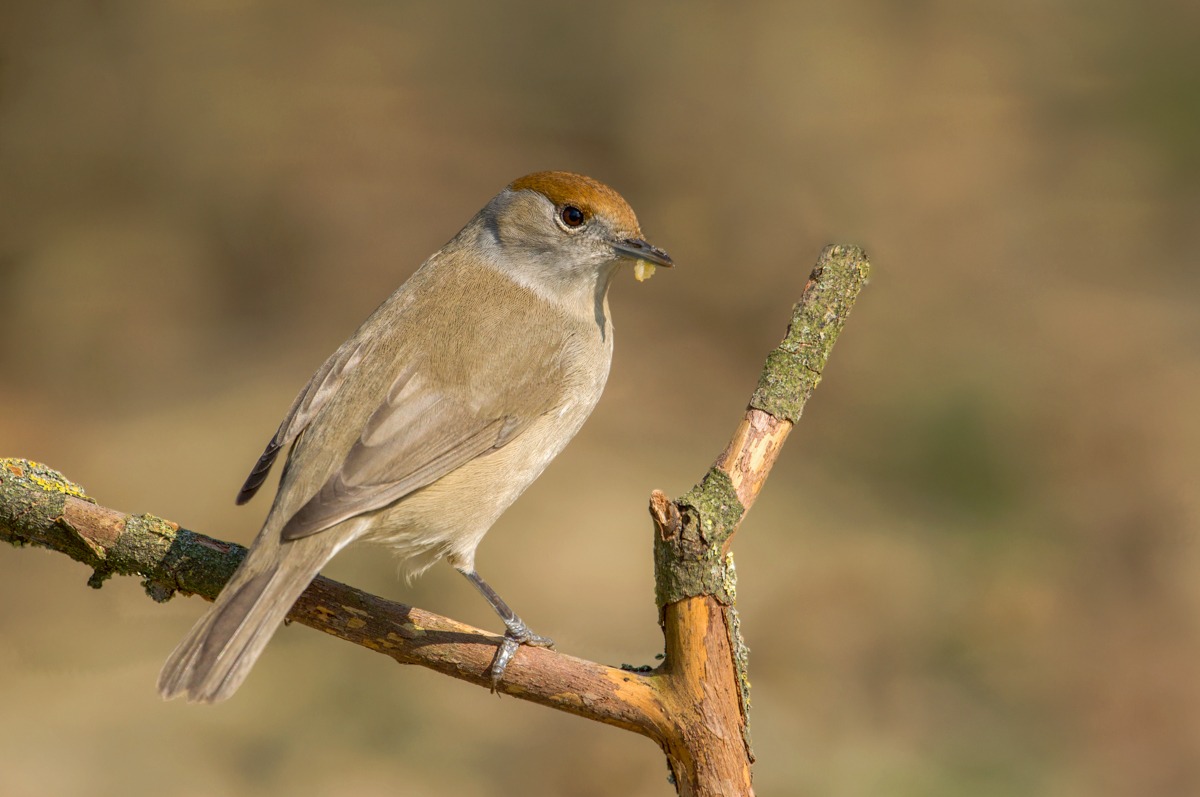 blackcap female