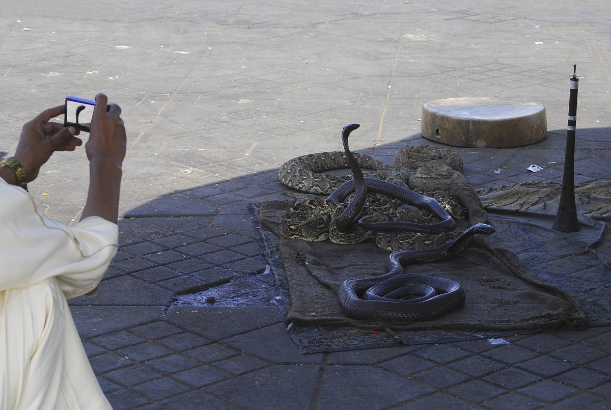 The cobra in Jemaa El Fna - Marrakech