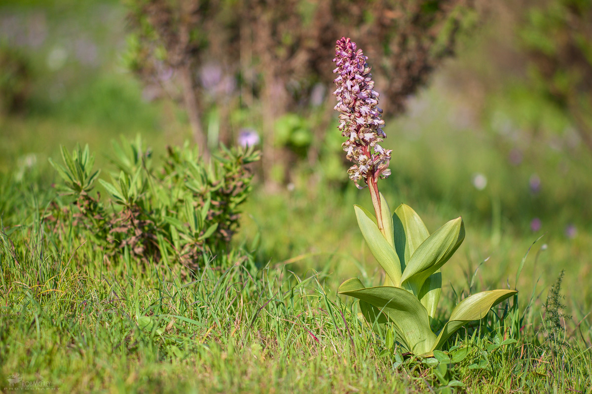 Barlia robertiana e ambiente