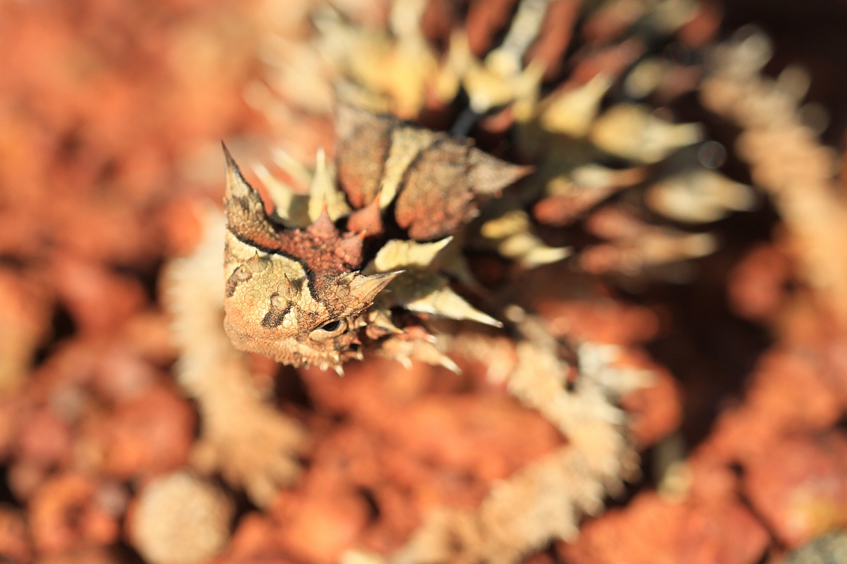 Australian spiny lizard