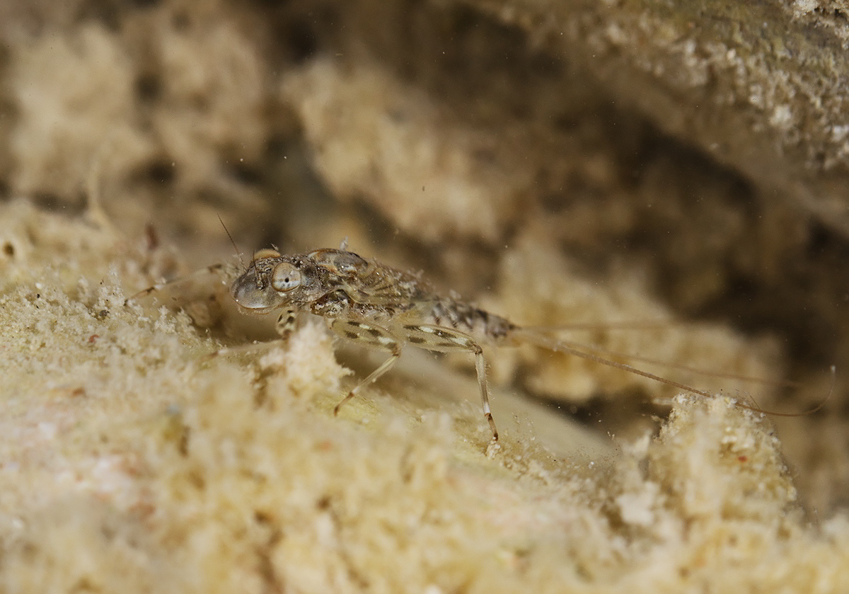 Ninfa di efemerottero