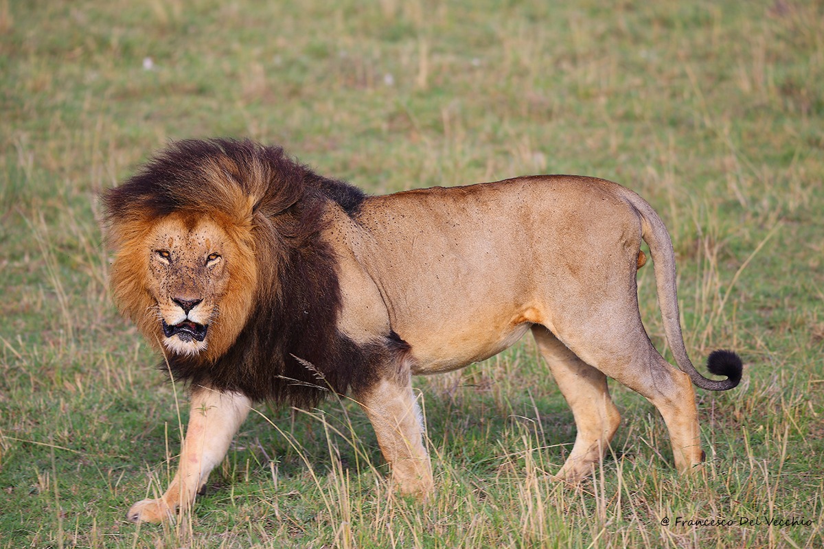 Lipstick, walking in the wind