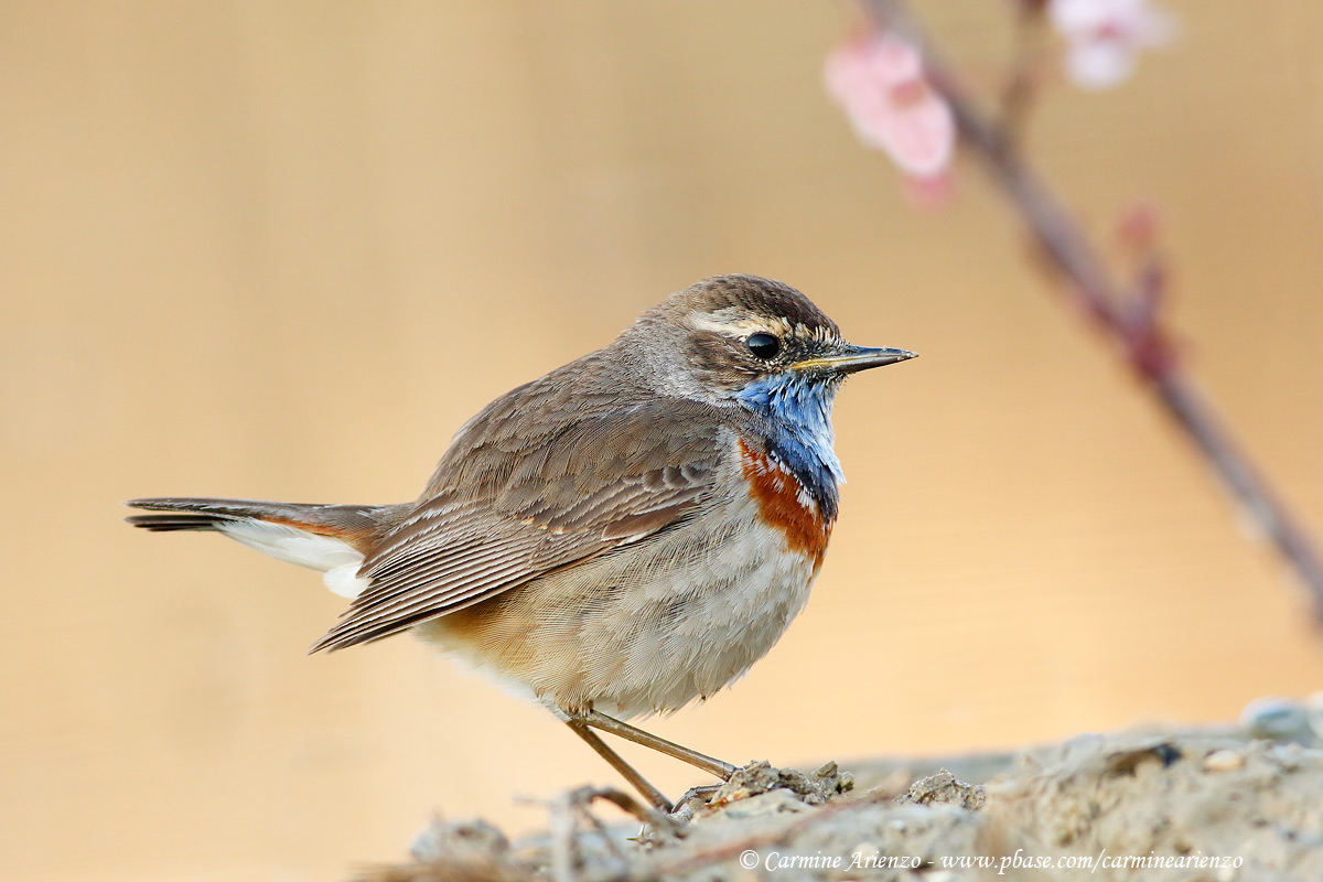 Bluethroat