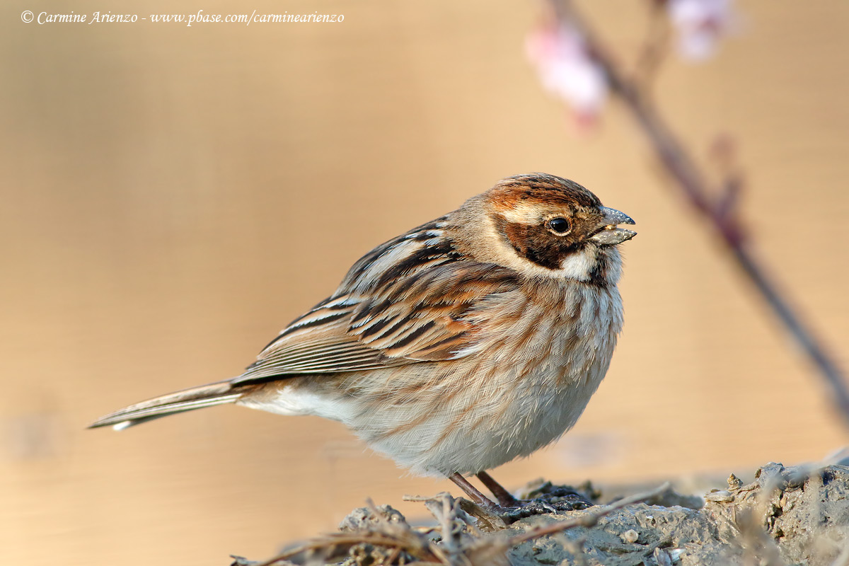 Migliarino di palude
