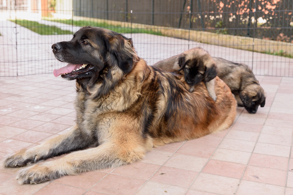 Mom Fein with small wild