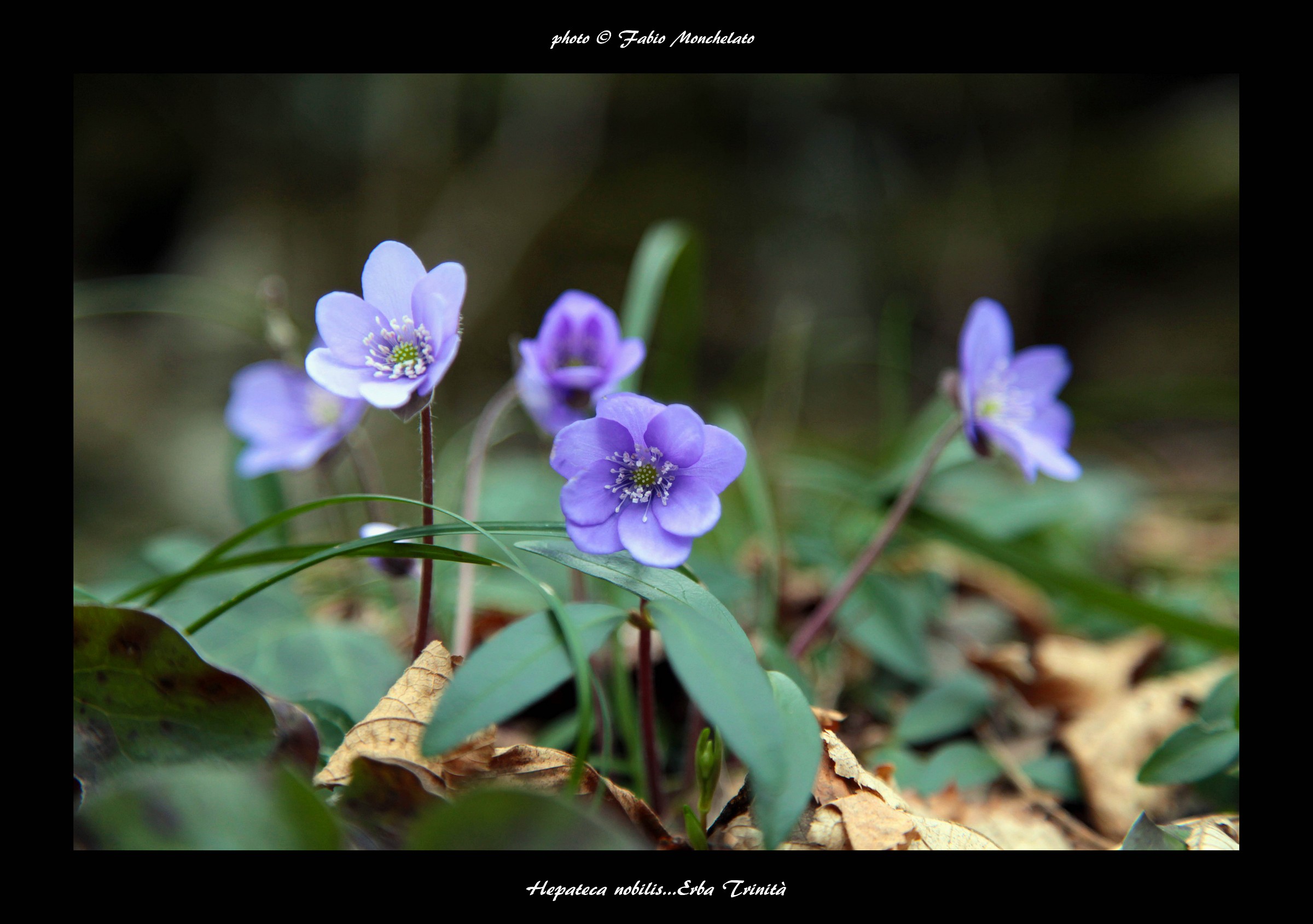 Hepatica Nobilis (Erba Trinità)