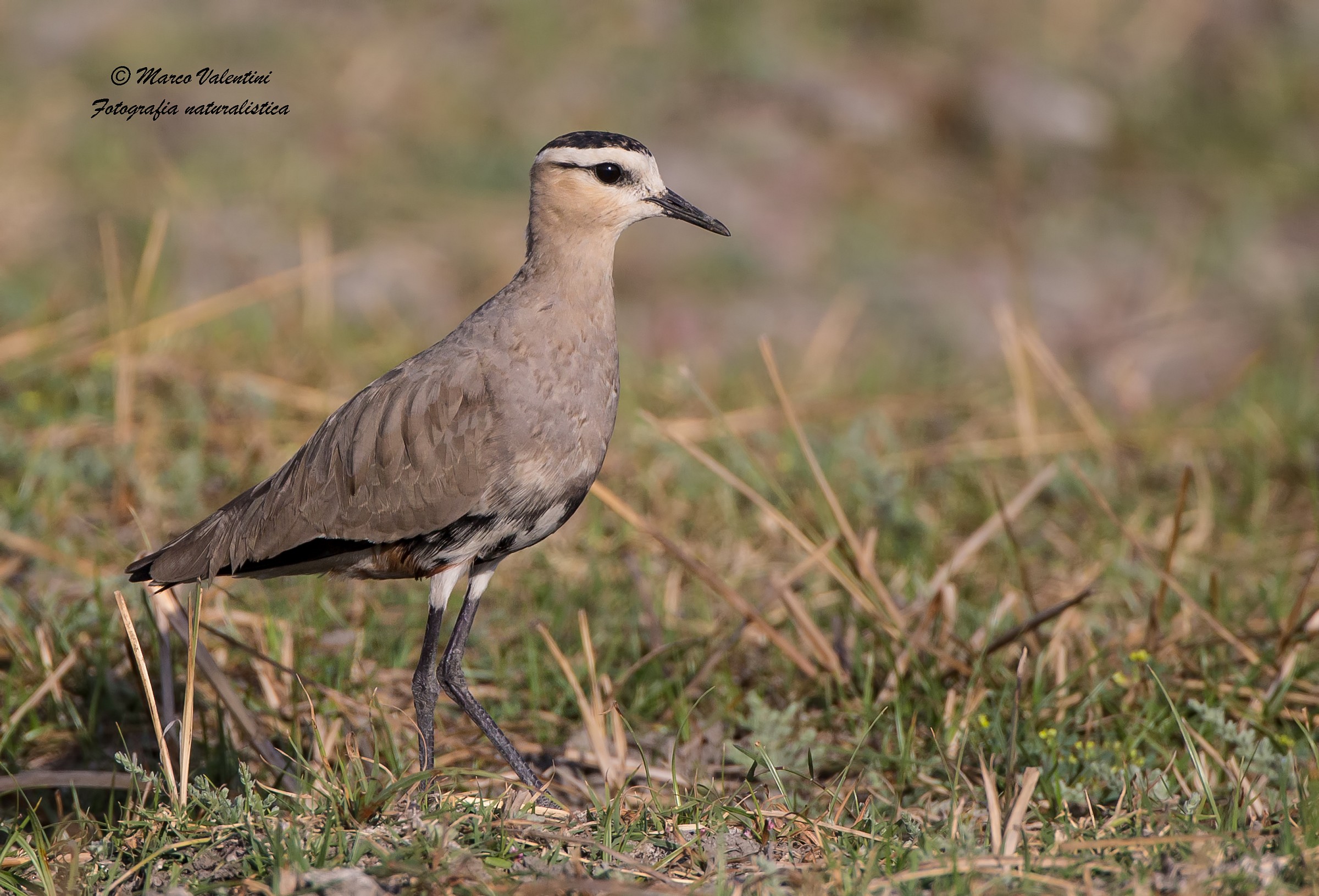 Lapwing ... closer ... more beautiful