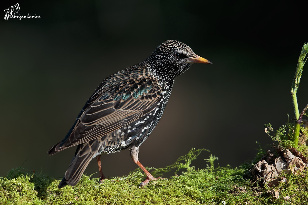 Starling