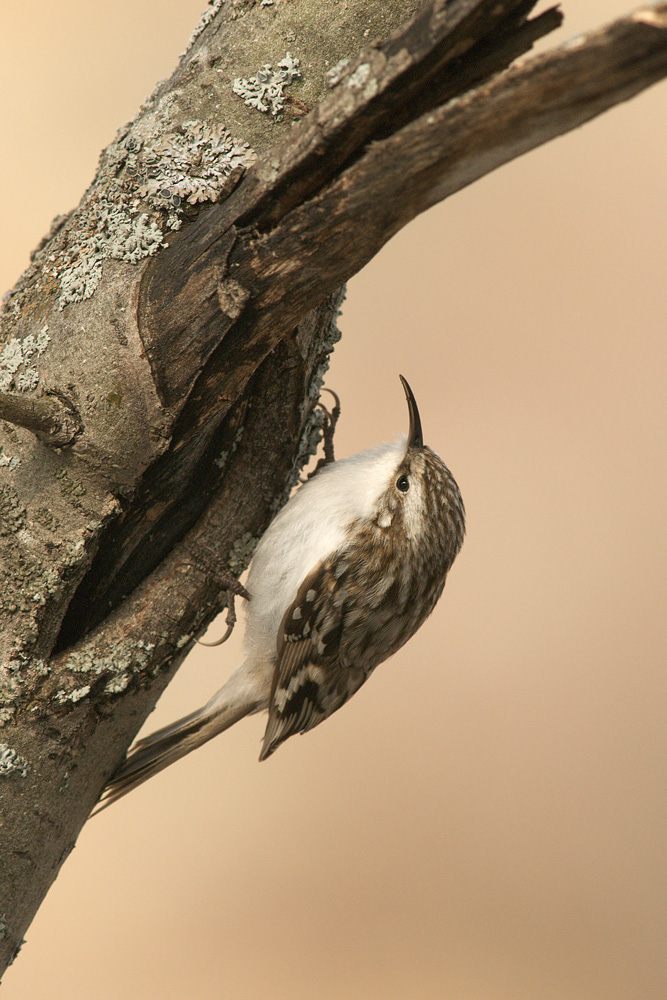 Mountainbike Alpestre (Certhia familiaris)