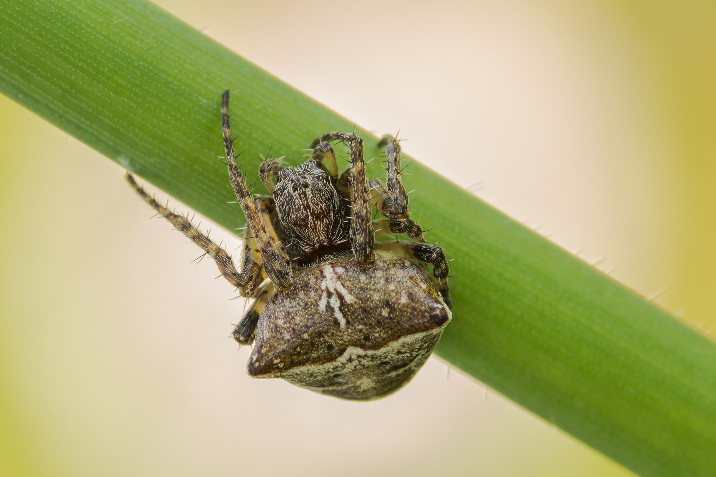 Gibbaranea bituberculata