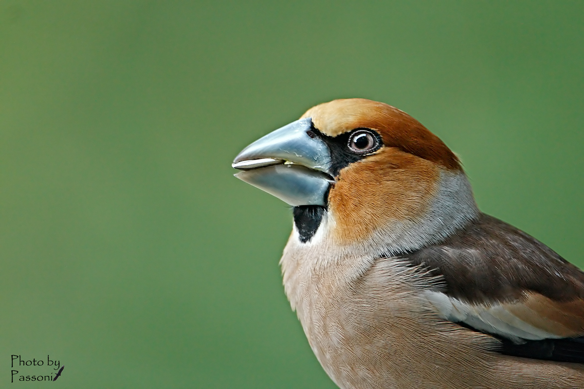 Questa volta era vicino!