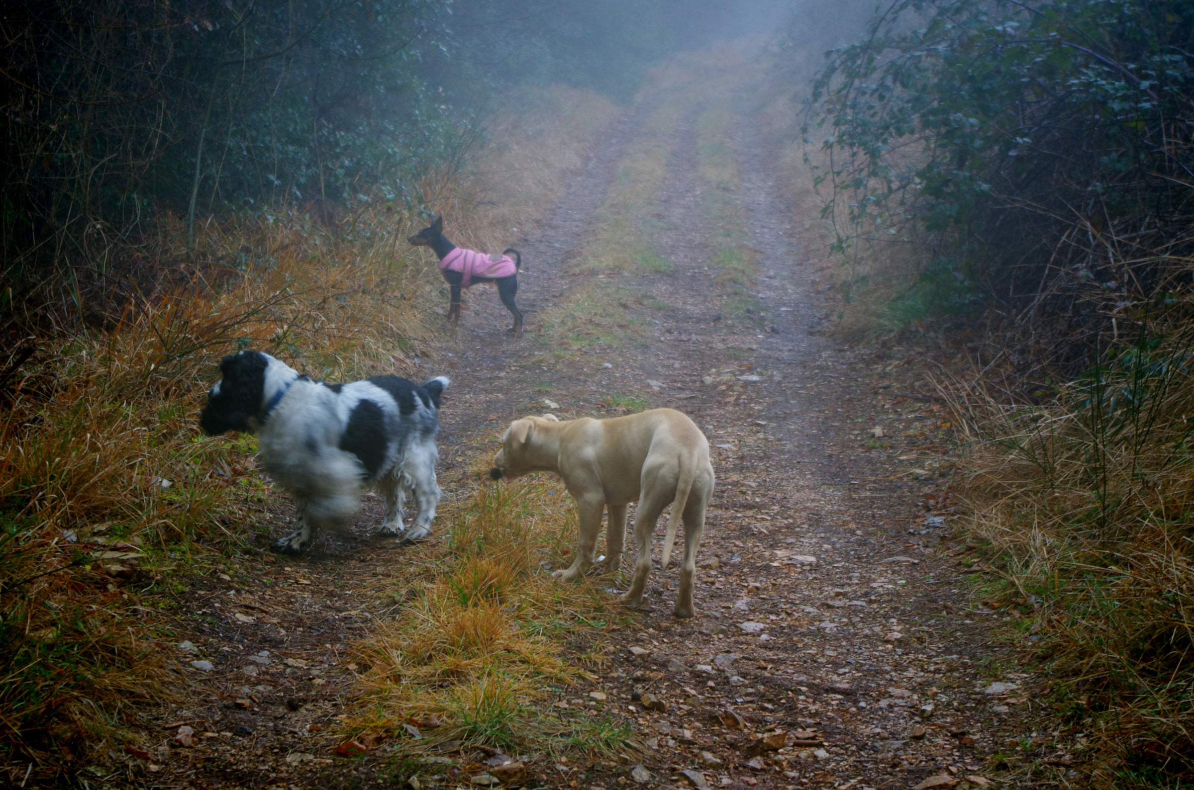 nathan mirtilla picasso