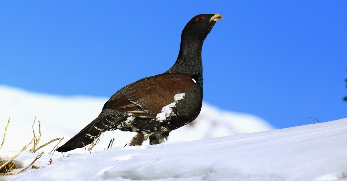 e il cedrone se ne và sulla neve...