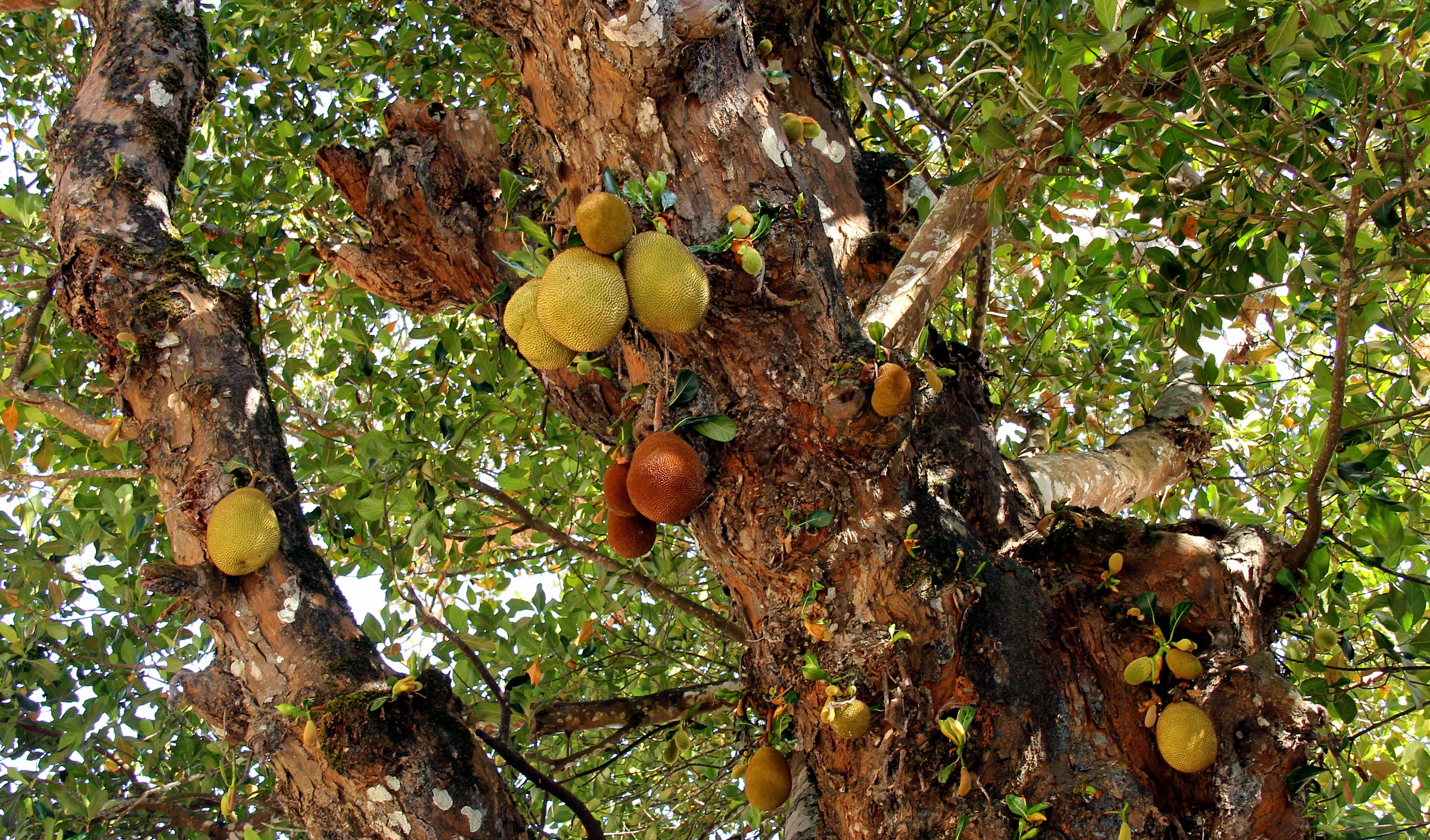 L'albero del pane