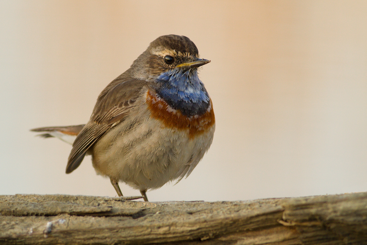 Bluethroat