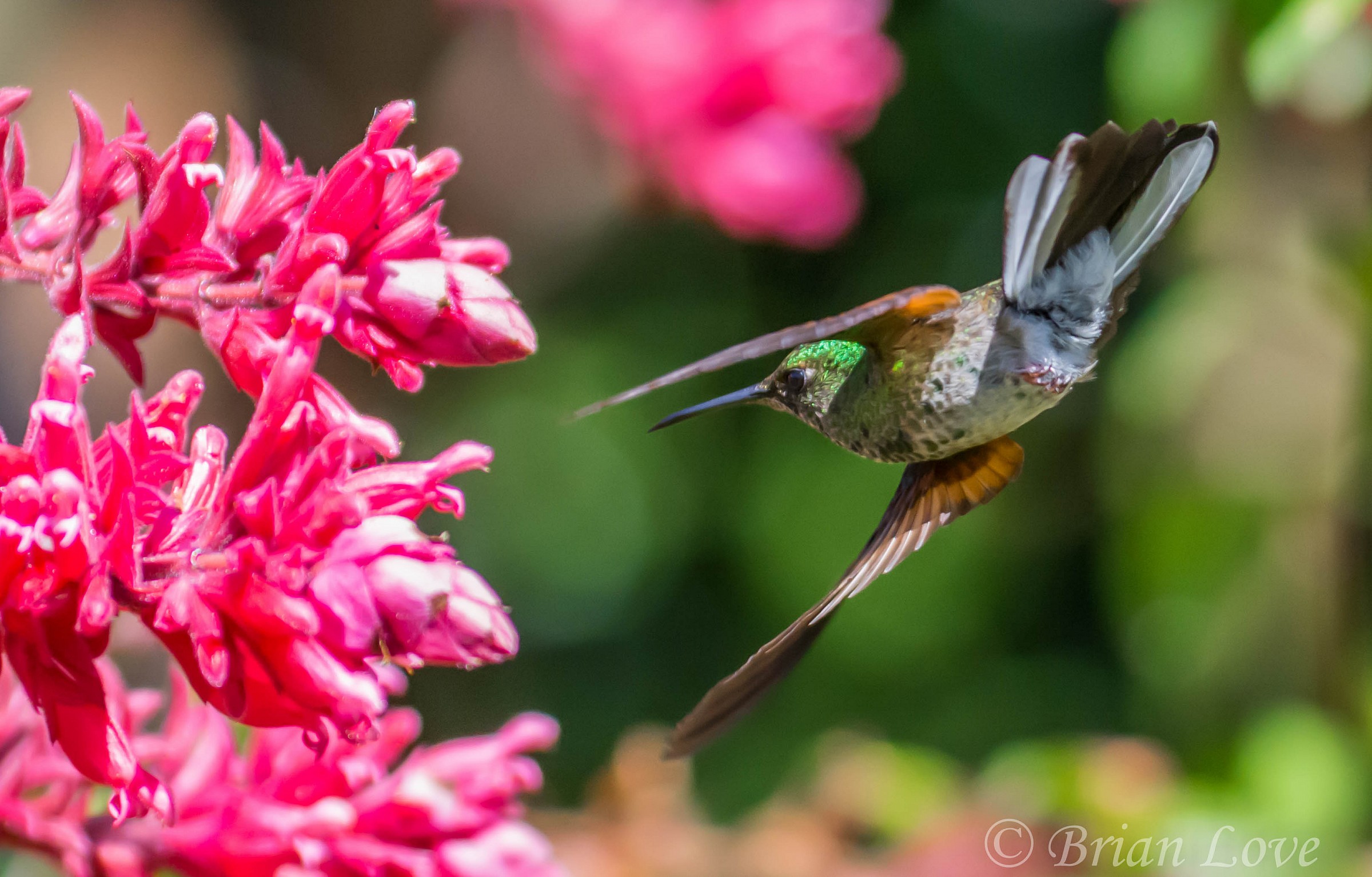 Stripe-tailed Hummingbird - Female