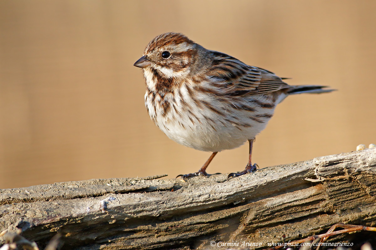 Migliarino di palude 2