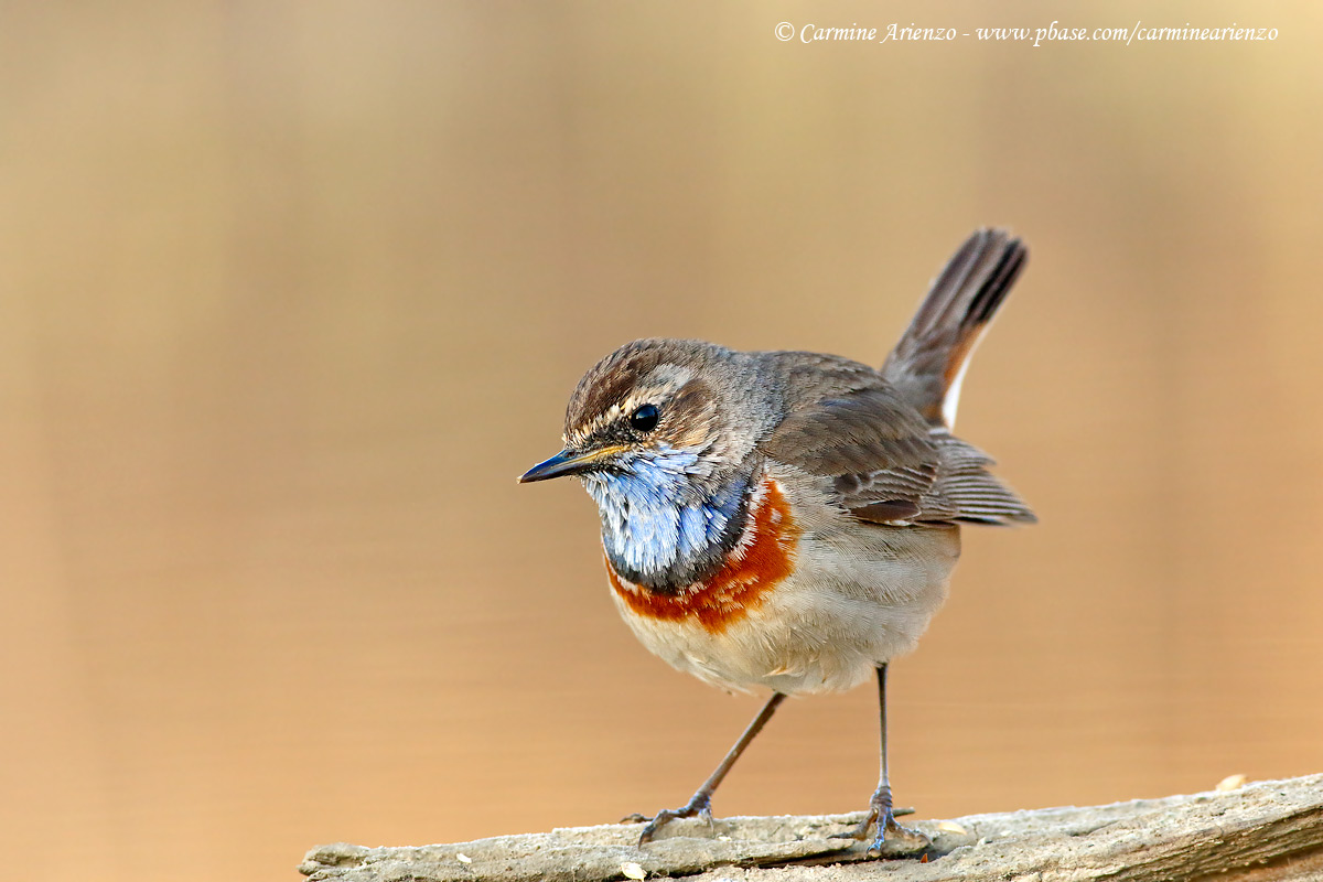 Bluethroat 2