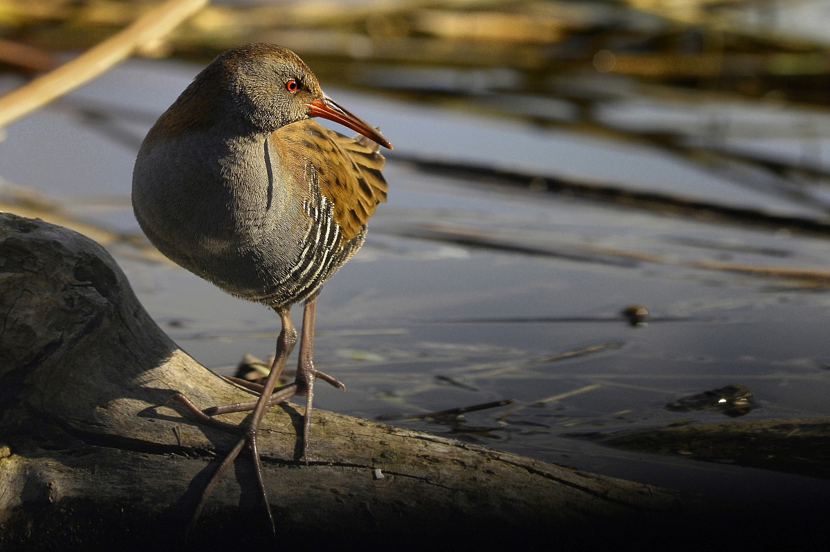 porciglione al tramonto