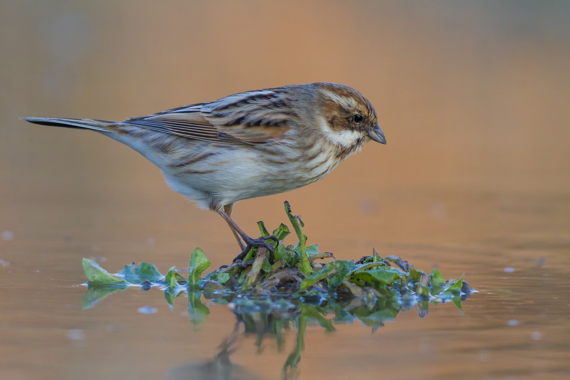 Migliarino di palude