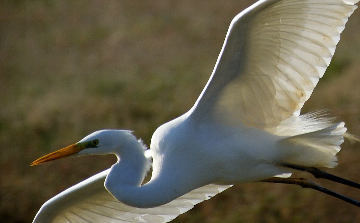 Un pomeriggio alla Diaccia Botrona