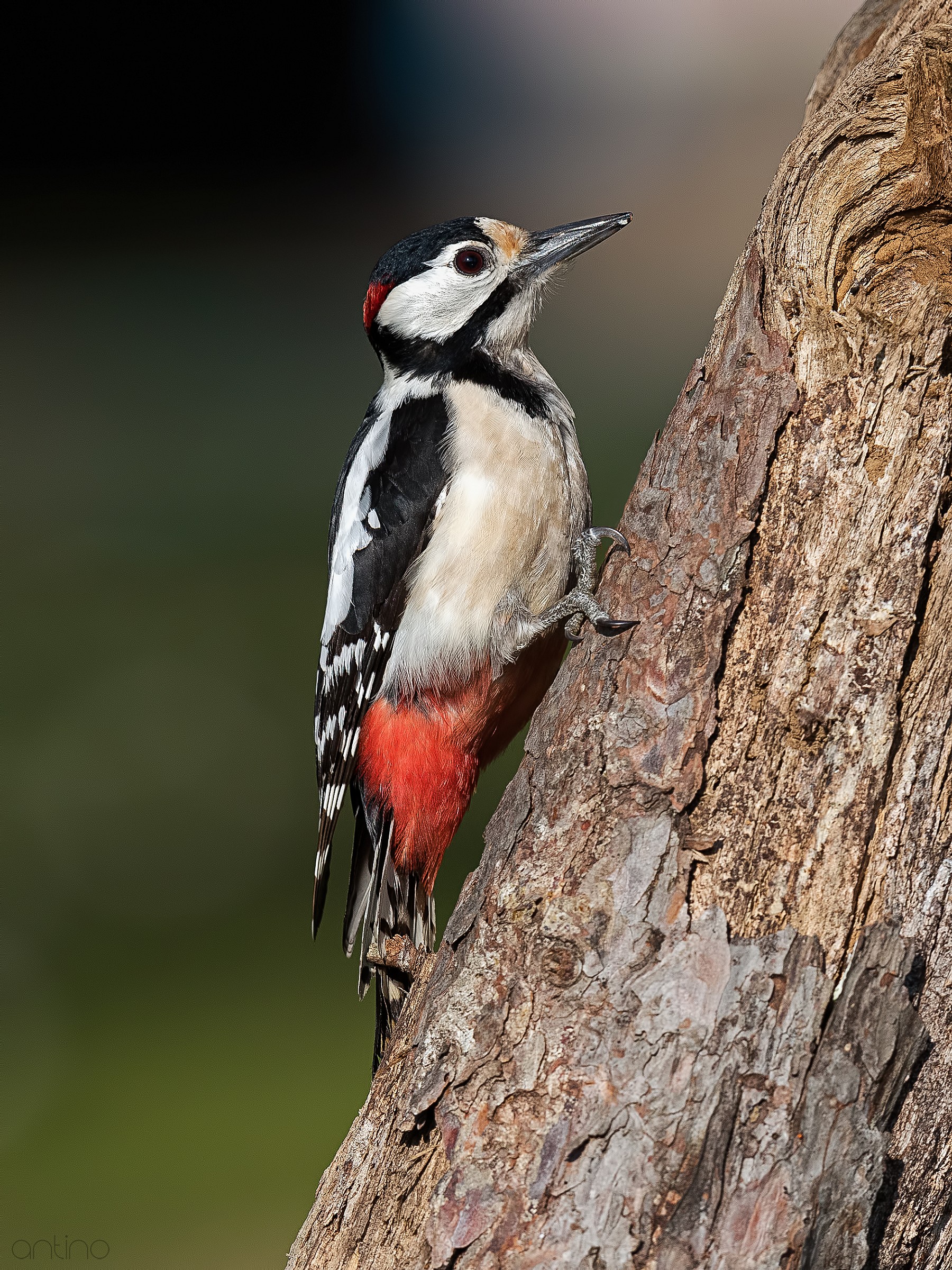 Picchio rosso maggiore maschio