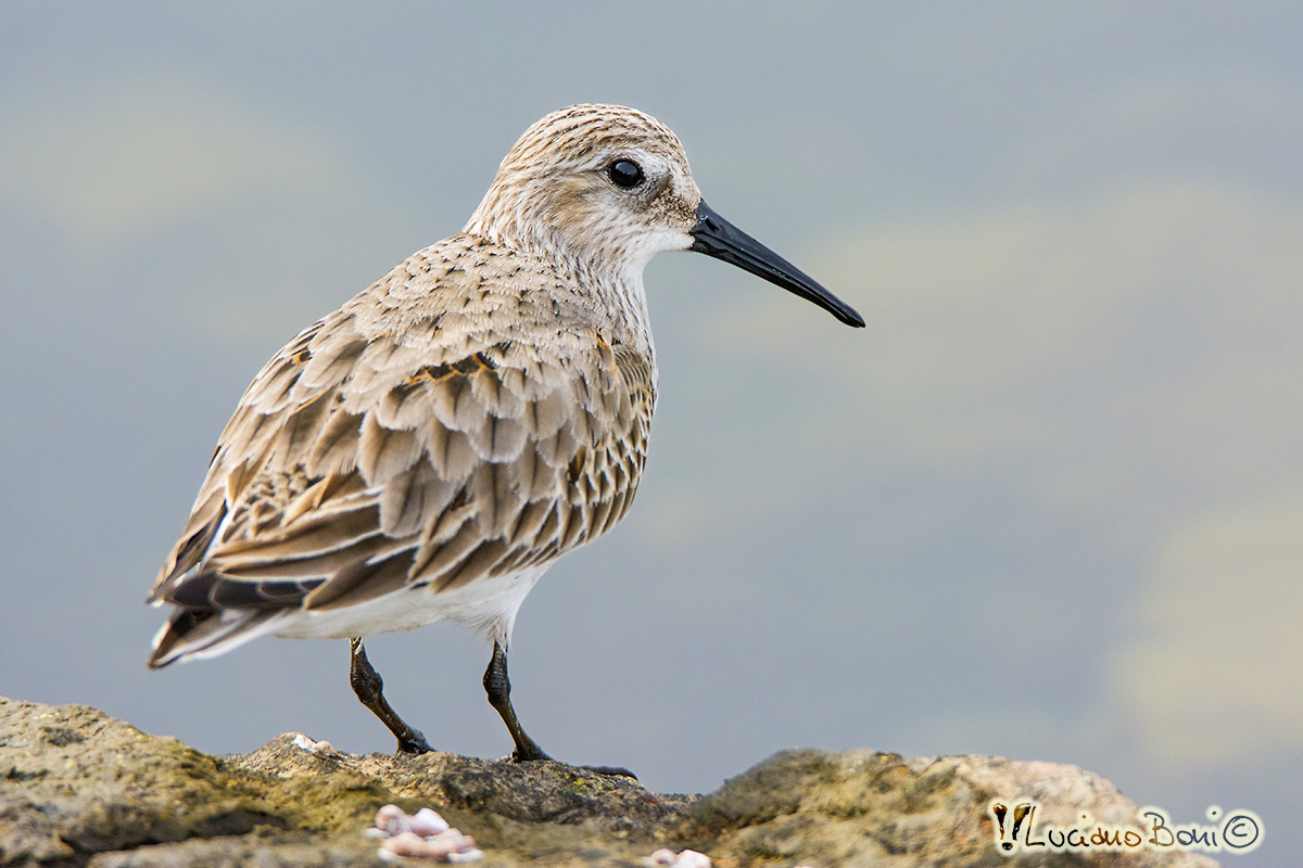 Dunlin