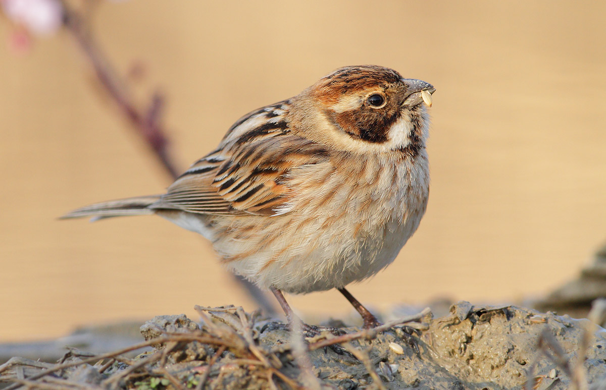 Reed Bunting