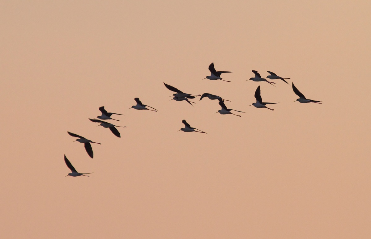 Cavalieri al tramonto