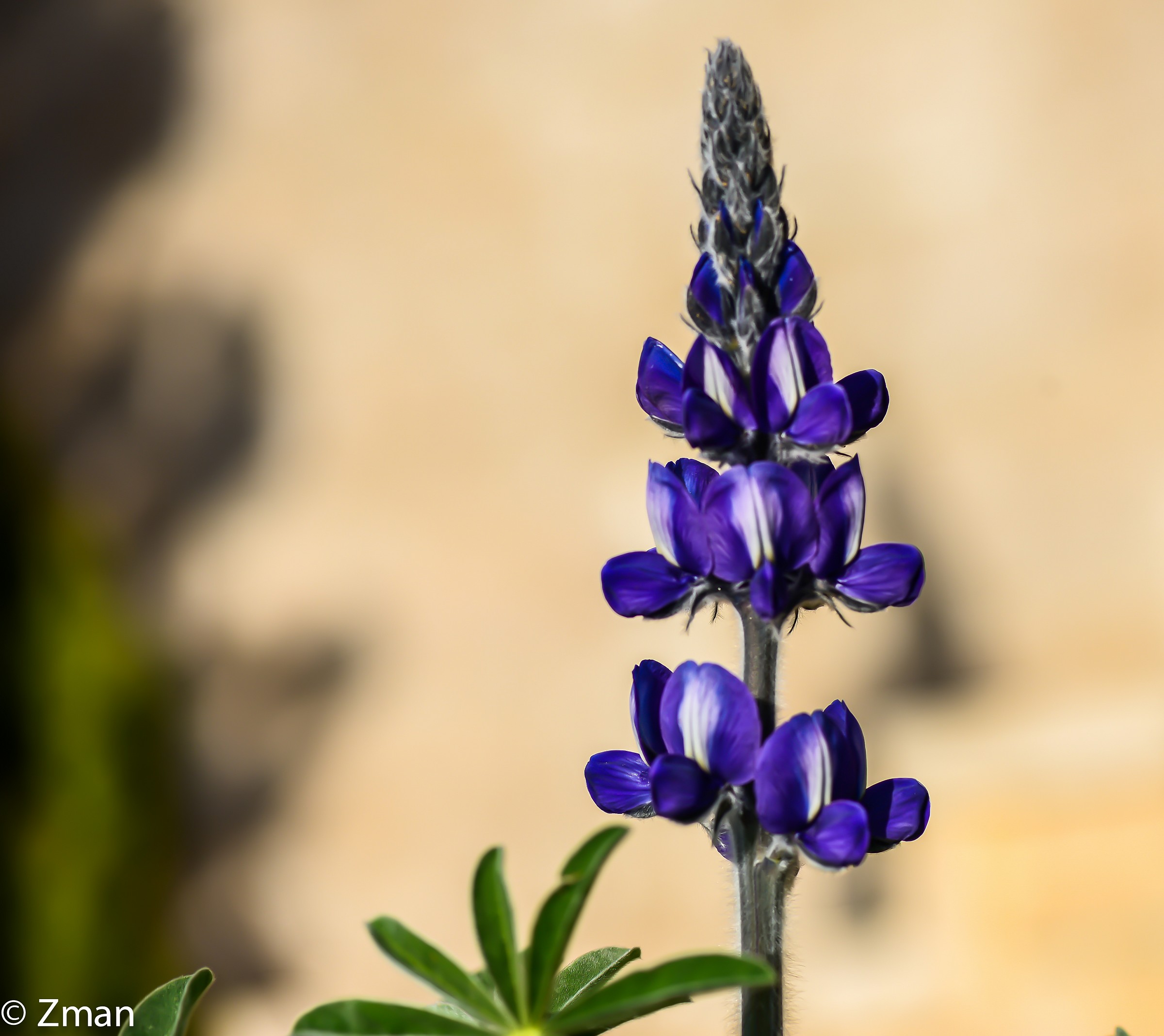 Lupin flower