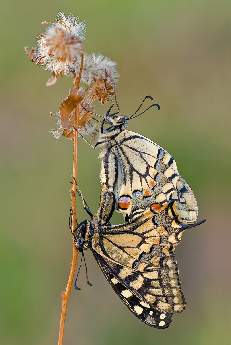 Coupling between swallowtail