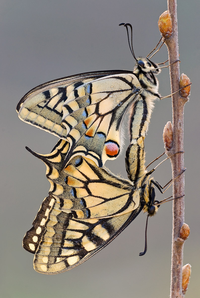 Coupling between swallowtail
