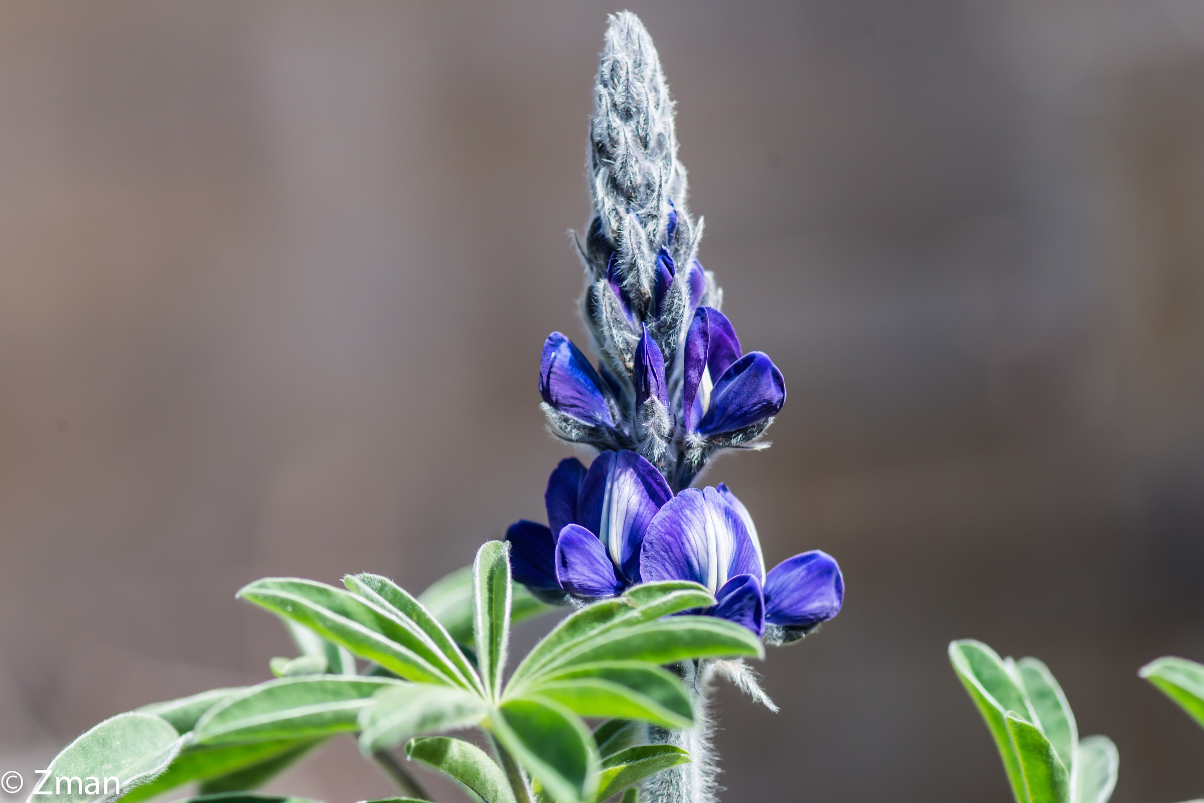 Lupin flower