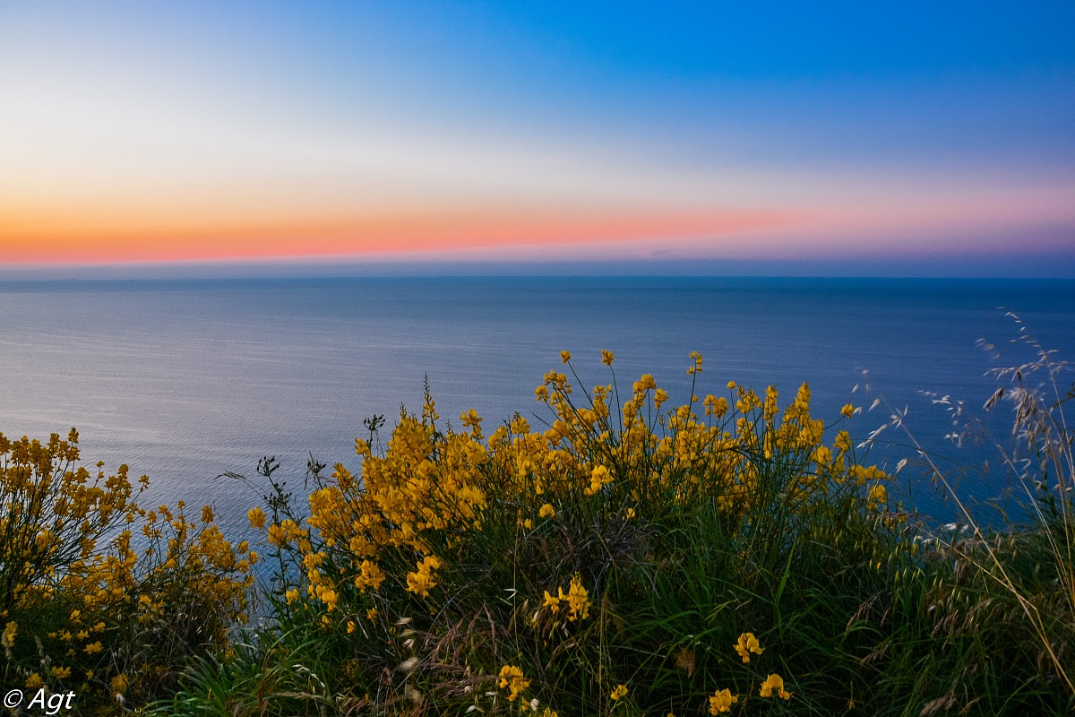 ginestre al tramonto