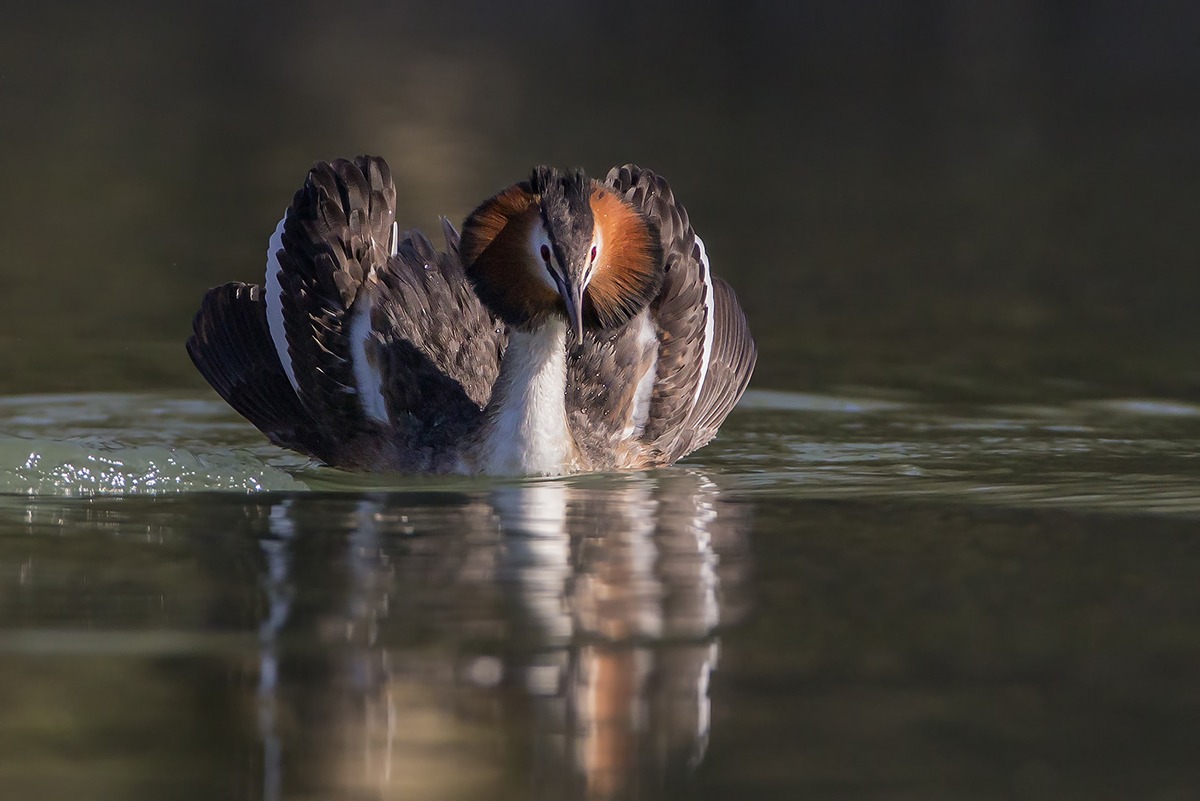 Great Crested Grebe