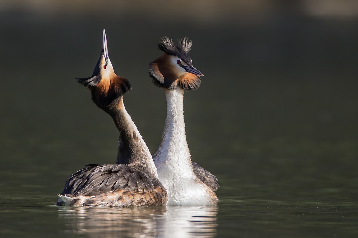Great Crested Grebe