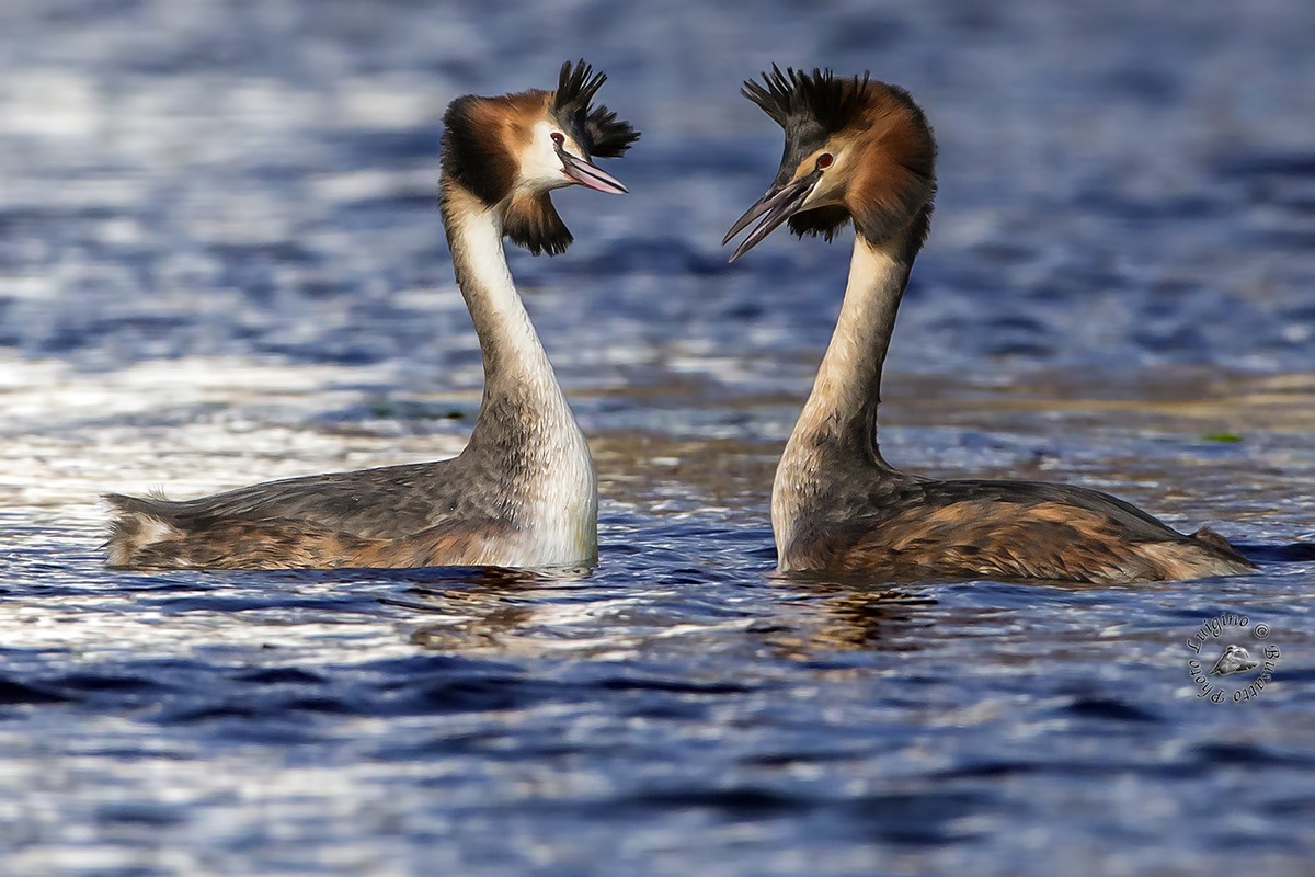 Great Crested Grebe