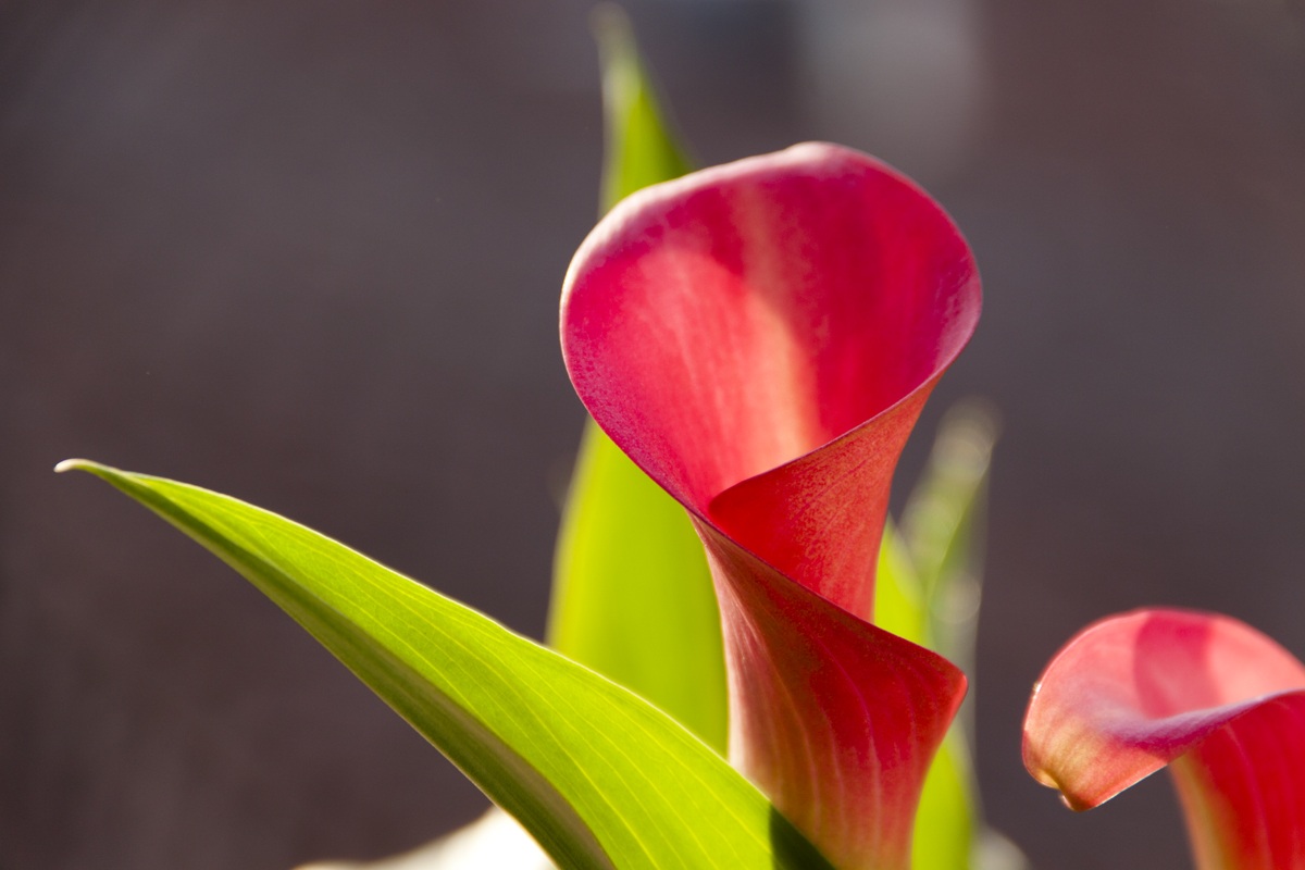 Zantedeschia albomaculata