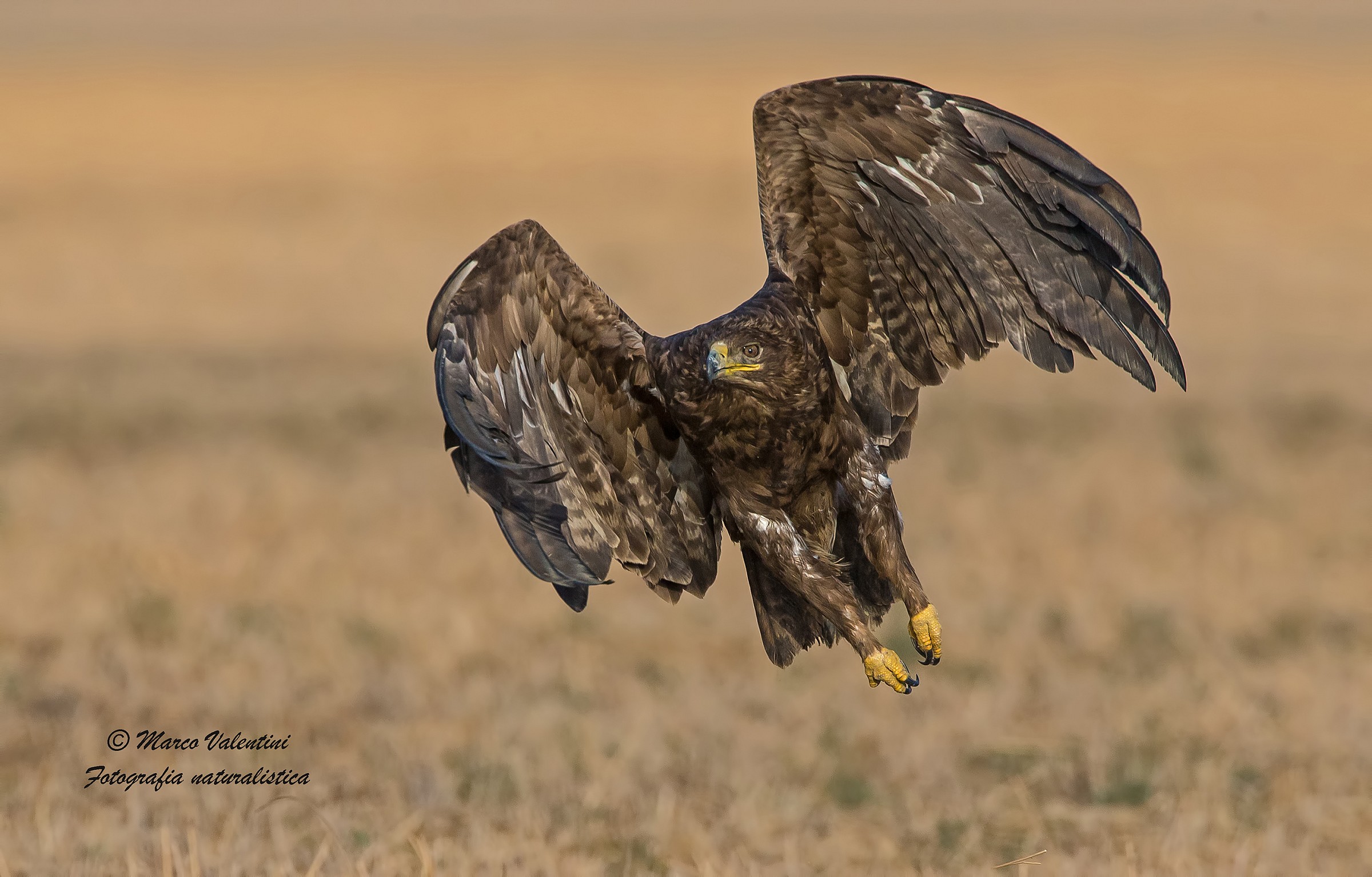 L'attacco della regina
