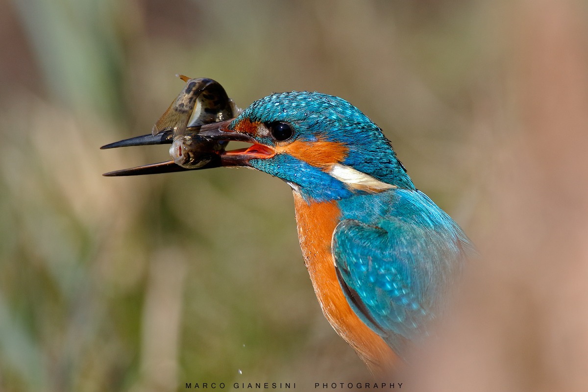 Kingfisher