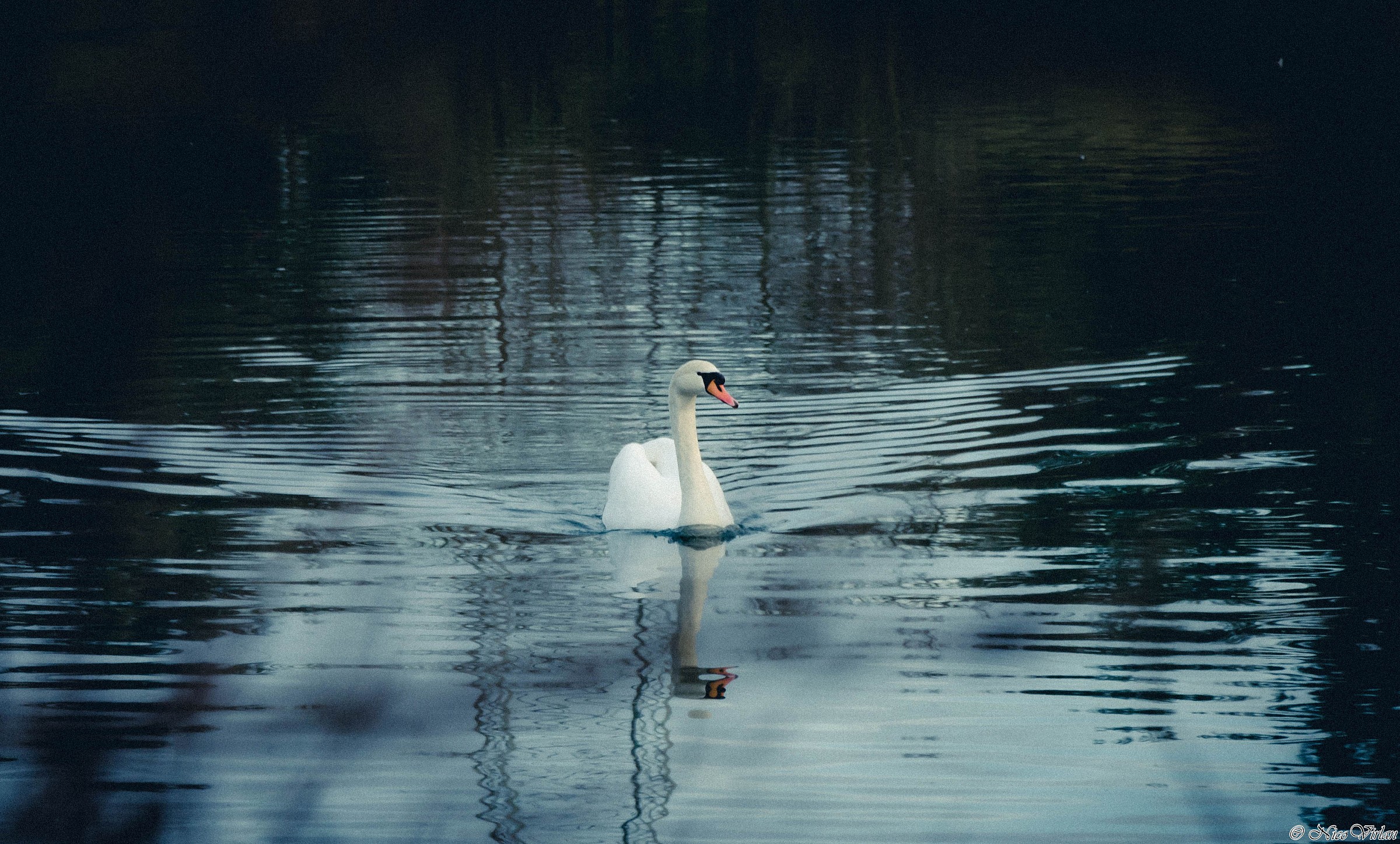 Sunset in the company of the swan.