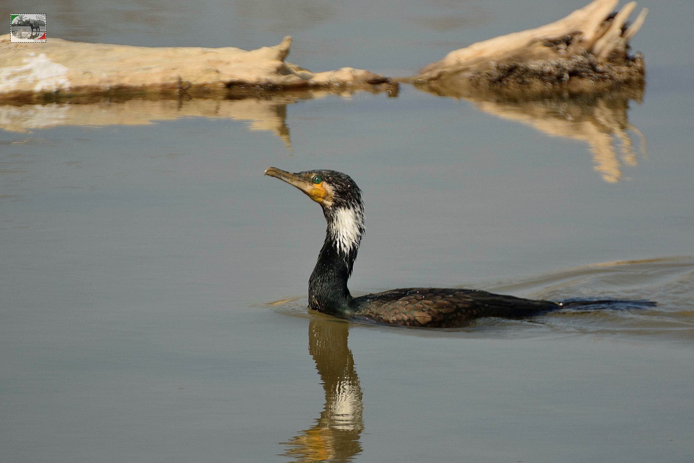 Cormorant